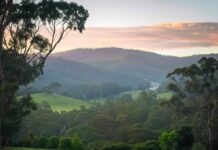 Wat maakt de Australische Herder zo bijzonder