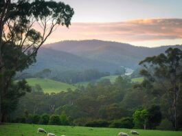 Wat maakt de Australische Herder zo bijzonder